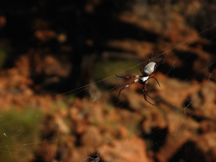 araignée australie