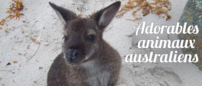 20 photos d’adorables animaux australiens