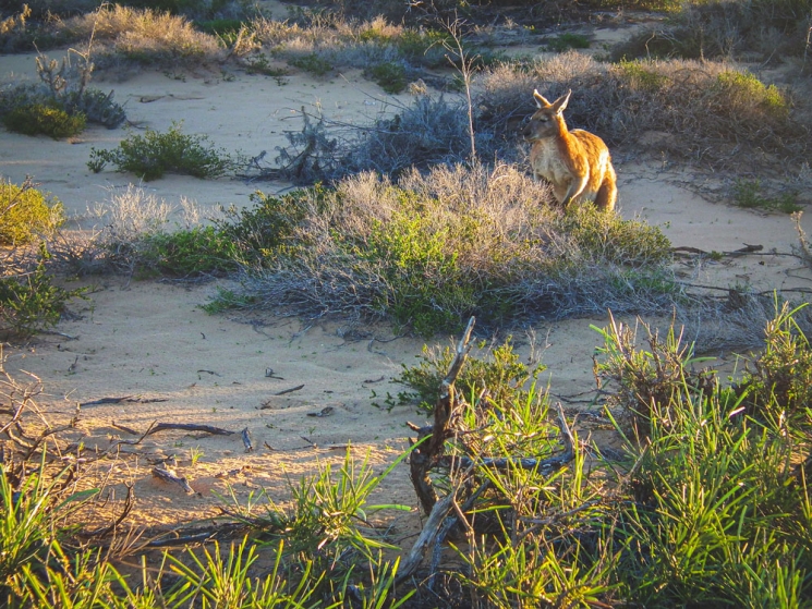 Kangourou au coucher du soleil à Cape Range National Park