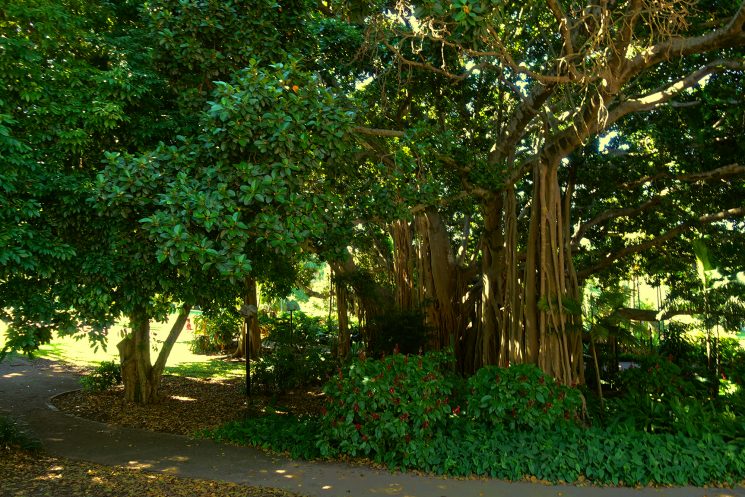 Jardins botaniques Brisbane