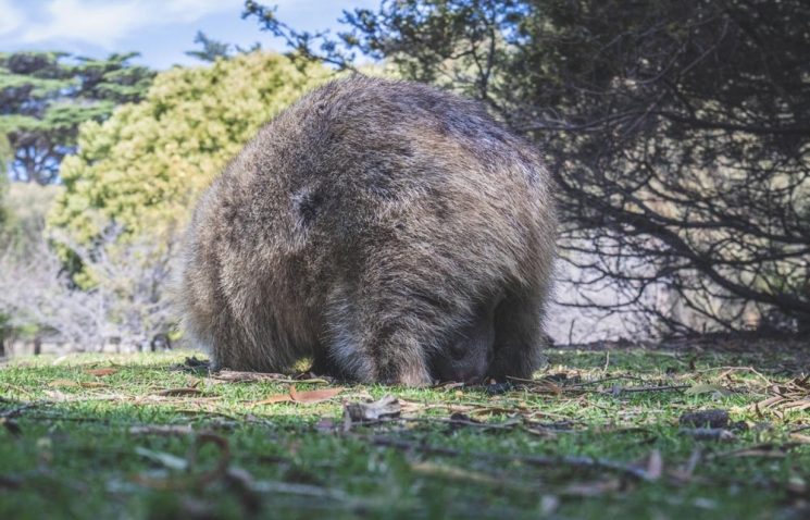 Bébé wombat